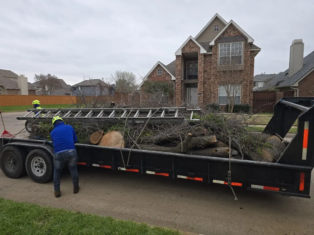 Expert Tree Removal with proper safety equipment in Delta